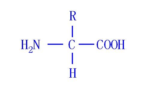 氨基酸的结构通式的特点