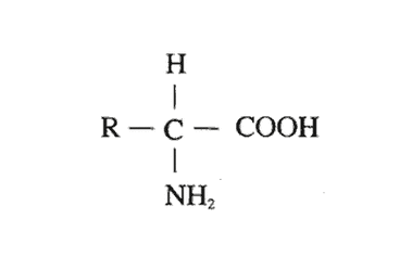 氨基酸的结构通式