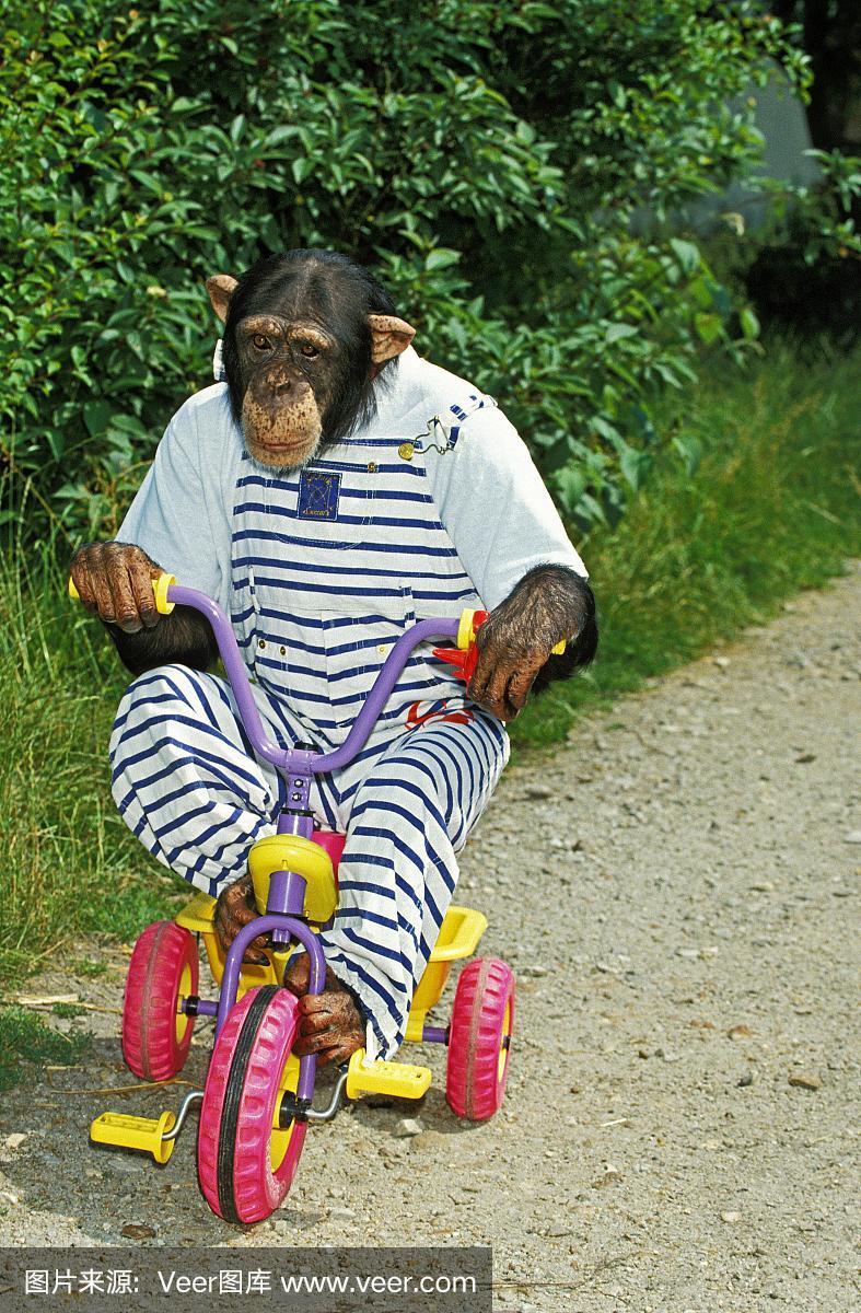 猴子骑自行车的相关图片